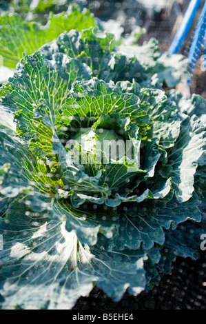 Un cavolo ad un riparto in West Harrow vicino a Londra Foto Stock