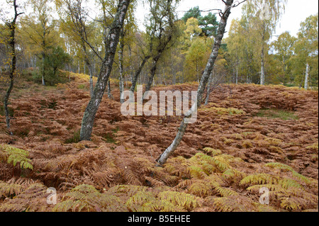 Masterizzazione di 'O Iva alberi e felci Scozia UK in autunno Betula pendula betulla dell'etna Foto Stock