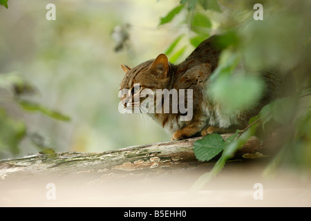 Rusty spotted cat Prionailurus rubiginosus phillipsi captive Foto Stock