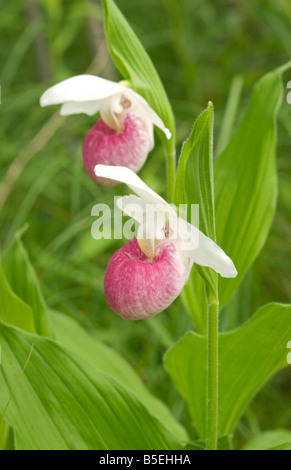 Appariscente Lady Pantofola Cypripedium reginae Aitkin Minnesota Stati Uniti 18 giugno fiori Orchidaceae Foto Stock