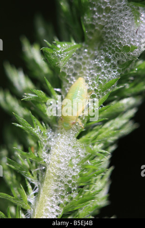 FROGHOPPER COMUNE Philaenus spumarius close up di Ninfa IN SCHIUMA PROTETTIVA Foto Stock