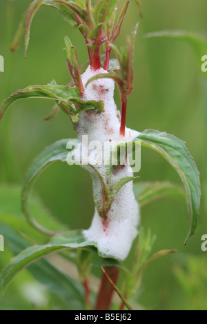 Il cuculo SPIT prodotta da ninfa di FROGHOPPER comune impianto di copertura nei pressi di punta in crescita Foto Stock