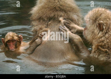 Giovani macachi giapponesi o neve scimmie Macaca fuscata toelettatura madre in una piscina calda Jigokudani Monkey Park Giappone Foto Stock