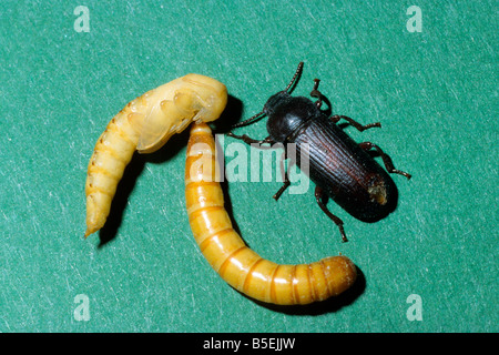 Giallo Mealworm Beetle (Tenebrio molitor). Larva pupa mealworm e beetle Foto Stock