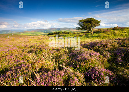 Struttura battente su Porlock comune in estate Parco Nazionale di Exmoor Somerset Inghilterra Foto Stock