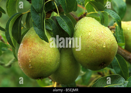 Pere di Anjou Foto Stock