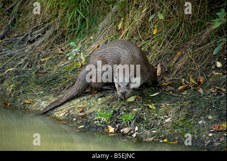 Lontra europea Lutra lutra sulla banca del lago che mostra la coda Foto Stock