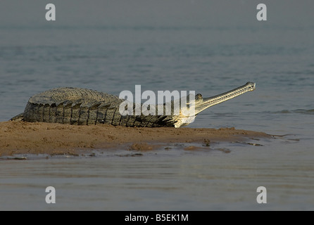 Gharial o gavial Gavialis gangeticus tirata fuori su dand banca nel fiume Chambal India Foto Stock