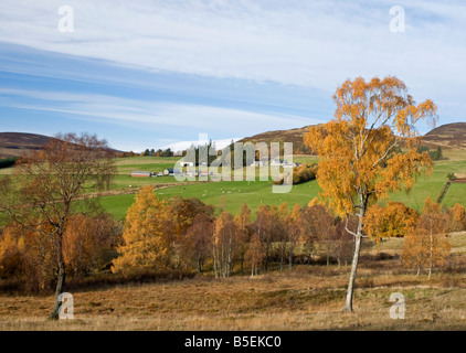 Tirinie, Lude nel parafango Glen Blair Atholl Perthshire Tayside Regione Scozia UK SCO 1123 Foto Stock