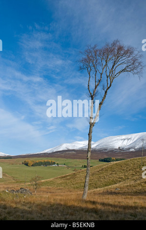 Poco Lude nel parafango Glen Blair Atholl Perthshire Tayside Regione Scozia UK SCO 1099 Foto Stock