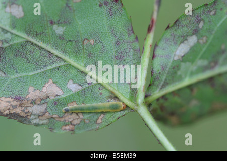 ROSE SLUG SAWFLY Endelomyia aethiops avanzamento sul lato inferiore delle foglie di rose Foto Stock