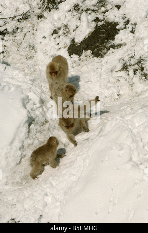 Giovani scimmie di neve o macachi giapponesi Macaca fuscata giocare nella neve Jigokudani Monkey Park vicino a Nagano Giappone in inverno Foto Stock