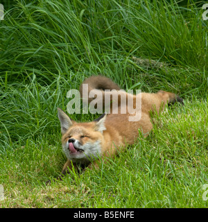 Red Fox cub Vulpes vulpes rilassa e lecca il labbro Foto Stock