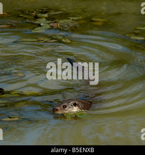 Lontra europea Lutra lutra nuoto con la riflessione Foto Stock