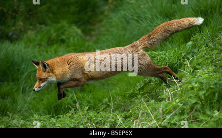 Red Fox Vulpes vulpes in esecuzione Foto Stock