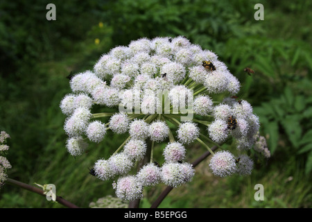 Wild Angelica (Angelica sylvestris) con spotted longhorn coleotteri (Rutpela o Strangalia maculata), Italia Foto Stock