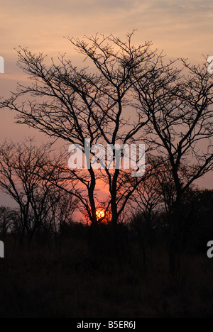 Sun set nel Waterberg riserva in Sud Africa. Eva-Lotta Jansson Foto Stock