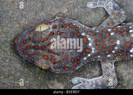 Tucktoo Gecko testa del primo piano. Una di grandi dimensioni gecko arboree che si vedono comunemente habiting l'albero incavi. Assam. India Foto Stock