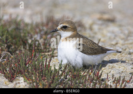 Fratino Charadrius alexandrinus seduta femmina nidificano sulle uova a Skala Polichnitos saline, Lesbo, Grecia in aprile. Foto Stock