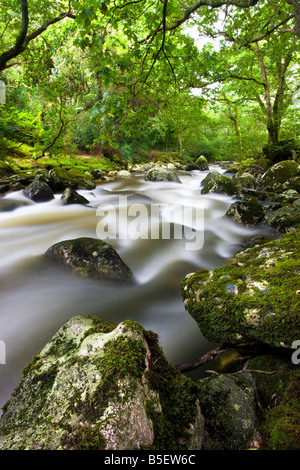 Rocky River Plym fluente attraverso Dewerstone legno in estate Parco Nazionale di Dartmoor Devon England Foto Stock