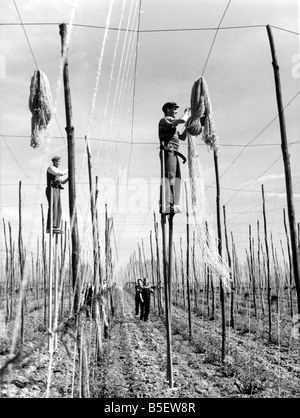 Lavoratori su palafitte tenetevi pronti per il luppolo.;Stringers quasi terminato la loro attività nel Kent hop campi dove centinaia di acri di pertiche da luppolo hanno di essere legato.;Circa 1935 Foto Stock