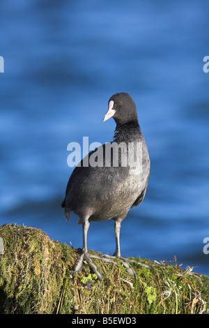 Eurasian Coot fulica atra permanente sulla coperta di erbacce recinzione al serbatoio di Cheddar, Somerset nel mese di ottobre. Foto Stock