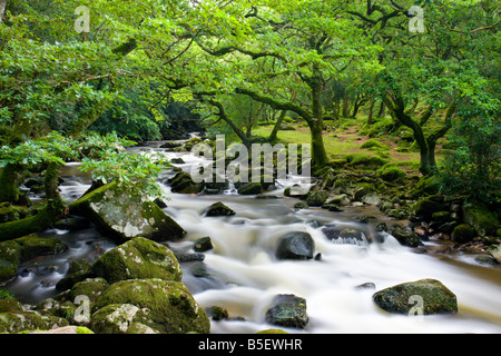 Rocky River Plym fluente attraverso Dewerstone legno in estate Parco Nazionale di Dartmoor Devon England Foto Stock