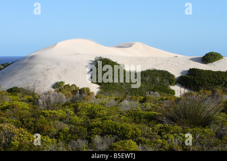 Fynbos costiere e le dune di sabbia - De Hoop Riserva Naturale , Western Cape , Sud Africa Foto Stock