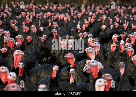 Free range Norfolk tacchini in una fattoria nella campagna di Norfolk Foto Stock