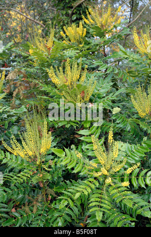 MAHONIA X MEDIA LIONEL FORTESCUE AGM Foto Stock