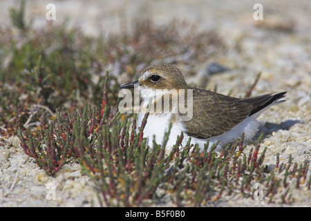 Fratino Charadrius alexandrinus seduta femmina nidificano sulle uova a Skala Polichnitos saline, Lesbo, Grecia in aprile. Foto Stock