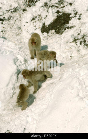 Giovani scimmie di neve o macachi giapponesi Macaca fuscata giocare nella neve Jigokudani Monkey Park vicino a Nagano Giappone in inverno Foto Stock