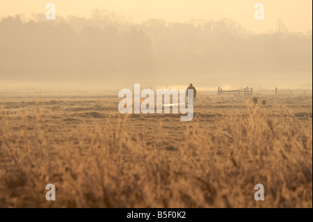 Uomo che cammina il suo cane nelle prime ore del mattino la nebbia in un prato nella campagna di Suffolk Foto Stock