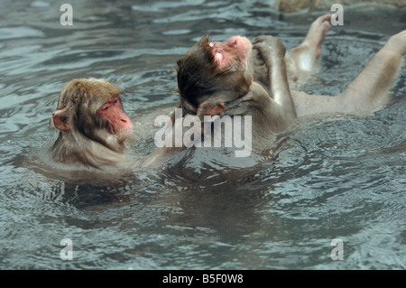 Macaque giapponese o neve scimmia Macaca fuscata governare in una piscina calda Jigokudani Monkey Park Giappone Foto Stock