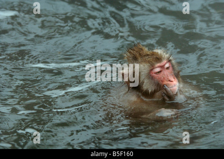 Macachi giapponesi o neve scimmia Macaca fuscata affiorante in una piscina calda Jigokudani Monkey Park Giappone Foto Stock