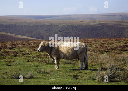 Parco Nazionale di Exmoor - bovini sul open moor visto dalla strada che da Lynmouth al Gate Blackmoor Foto Stock