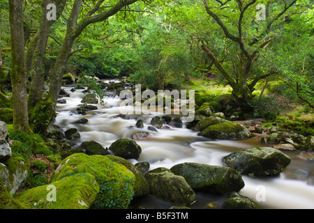 Rocky River Plym fluente attraverso Dewerstone legno in estate Parco Nazionale di Dartmoor Devon England Foto Stock