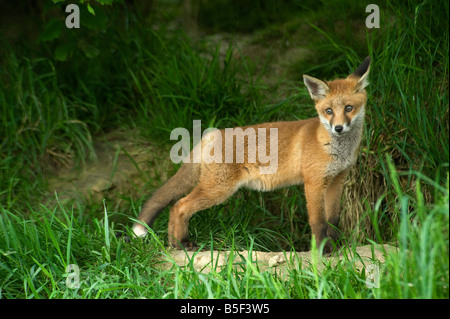 Giovane volpe rossa Vulpes vulpes al di fuori della terra Foto Stock