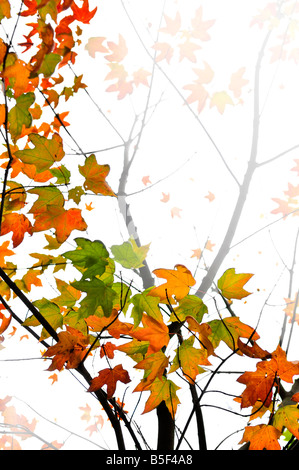 Sfondo di caduta foglie di acero e rami di alberi Foto Stock
