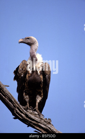 Whitebacked vulture Gyps africanus Etsoha Parco Nazionale di Namibia Foto Stock