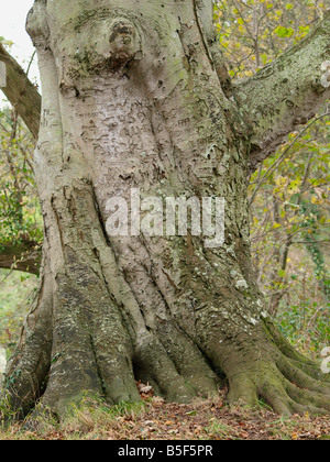 Fondo di un vecchio faggio di torsione tronco di albero Foto Stock