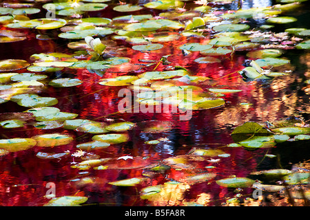 Lily Pad riflessioni Abstract Van Dusen Gardens Vancouver British Columbia i colori dell'Autunno Foto Stock