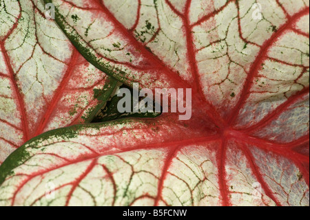 Foglia di Caladium mostra sorprendente modello di venatura Foto Stock