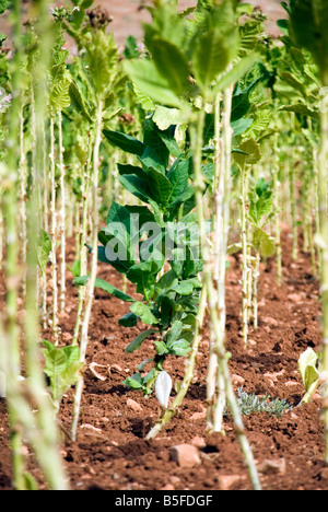 Campo di tabacco a Deir el-ahmar village baalbak area est bekaa valley libano Foto Stock