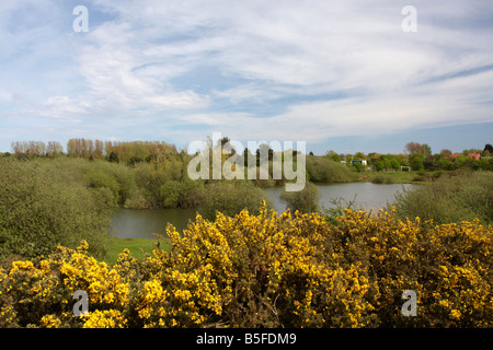 Gorse crescente sul comune Bungay, Suffolk, Regno Unito Foto Stock