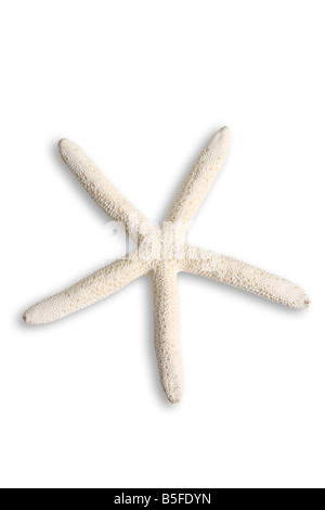 Starfish intaglio su sfondo bianco Foto Stock