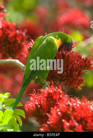 Rainbow Lorakeet parrot sul fiore rosso a Melbourne Giardino Botanico, Australia Foto Stock