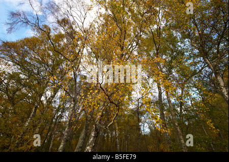 Masterizzare O IVA Muir of Dinnet Riserva Naturale Nazionale Scozia UK in autunno Foto Stock