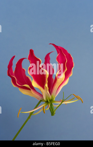 Gloria lily Gloriosa superba Foto Stock