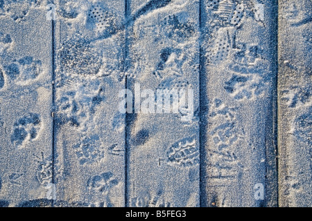 Trasformata per forte gradiente gelo su tavole di legno con stampe da scarpe, cane zampe e piedi di uccelli Foto Stock